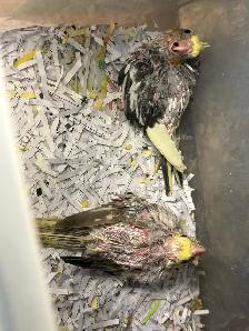 Baby Cockatiels for sale being handfed friendly and tamed ❤️ - Photo 9