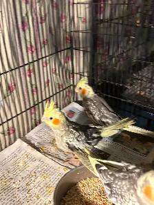 Baby Cockatiels for sale being handfed friendly and tamed ❤️ - Photo 10