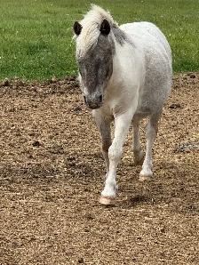 miniature horses
