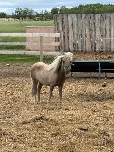 miniature horses - Photo 2
