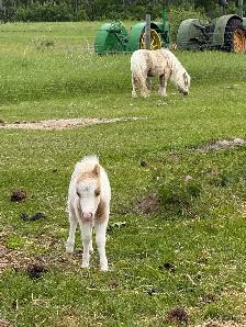 miniature horses - Photo 3