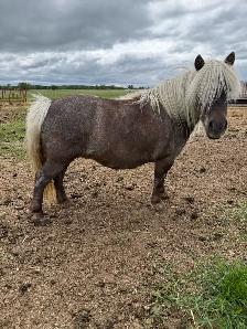 miniature horses - Photo 4