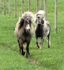 miniature horses - Photo 5