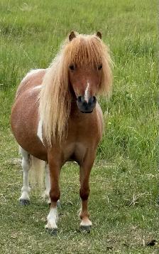 miniature horses - Photo 6