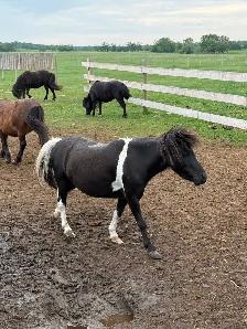 miniature horses - Photo 7