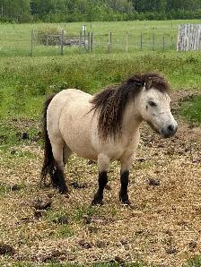 miniature horses - Photo 8