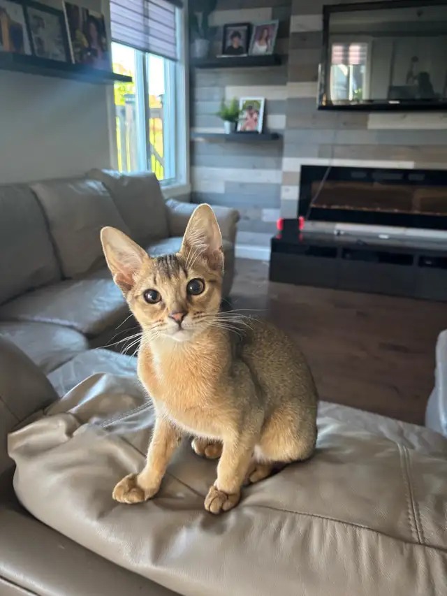ABYSSINIAN KITTEN