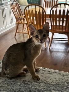 ABYSSINIAN KITTEN - Photo 3