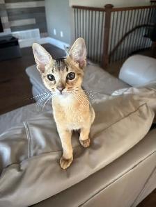 ABYSSINIAN KITTEN - Photo 4