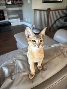 ABYSSINIAN KITTEN - Photo 5