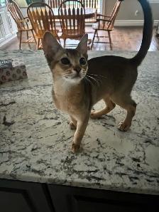 ABYSSINIAN KITTEN - Photo 6