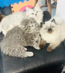 Chaton Himalayen-Persan - Photo 6