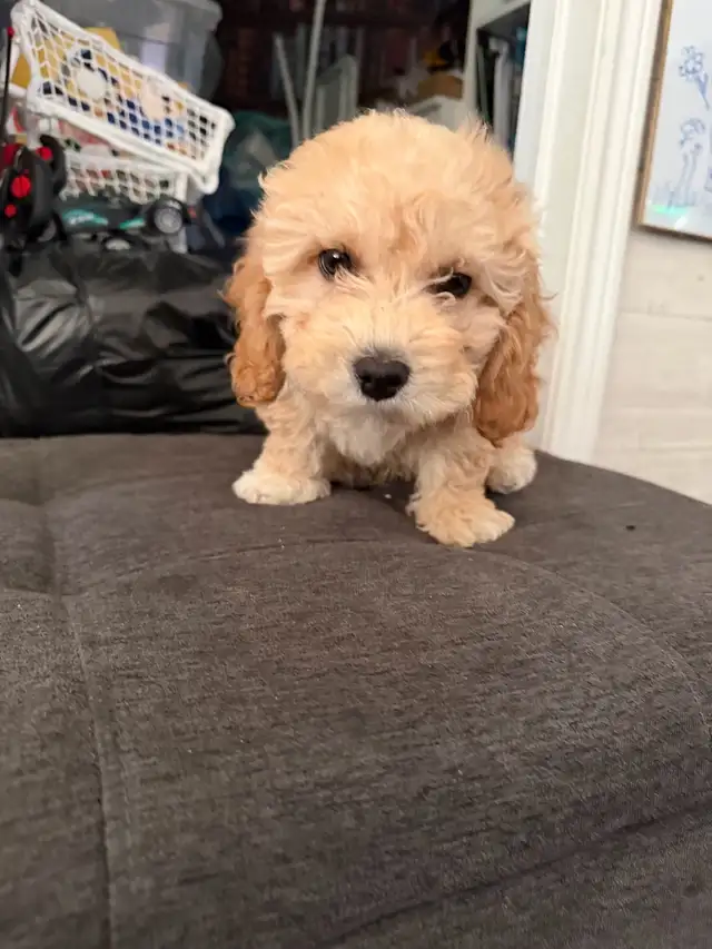 Poodle Puppy