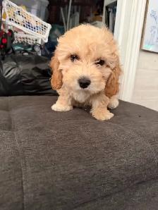 Poodle Puppy