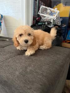 Poodle Puppy - Photo 2