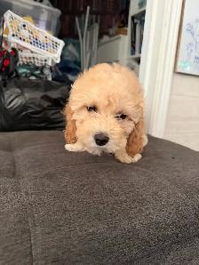 Poodle Puppy - Photo 3