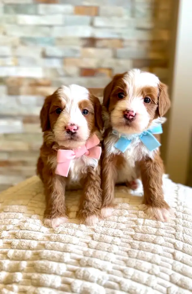 Mini Bernedoodles
