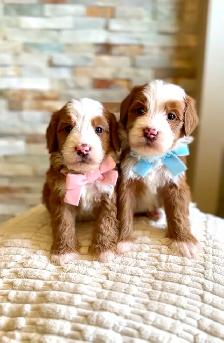 Mini Bernedoodles