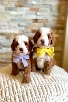 Mini Bernedoodles - Photo 2
