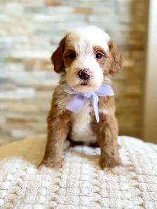 Mini Bernedoodles - Photo 3