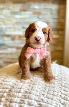 Mini Bernedoodles - Photo 4