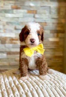 Mini Bernedoodles - Photo 5