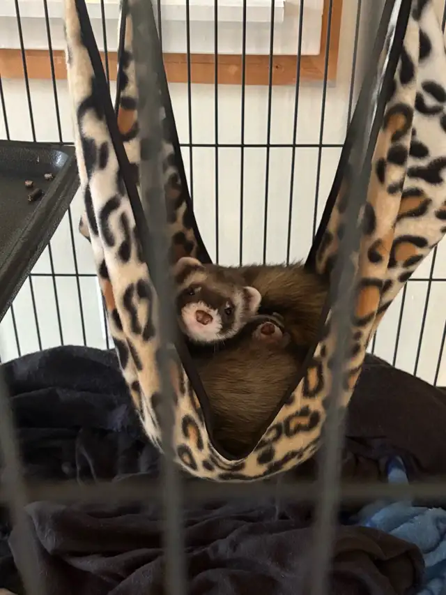 Ferrets/rehoming