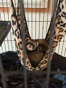 Ferrets/rehoming