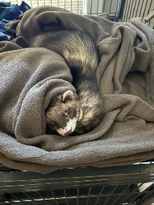 Ferrets/rehoming - Photo 2