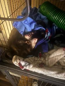 Ferrets/rehoming - Photo 3