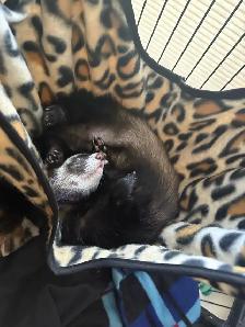Ferrets/rehoming - Photo 4