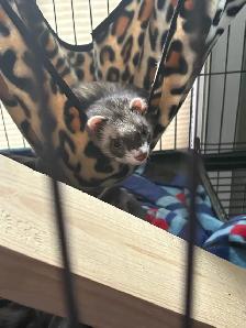 Ferrets/rehoming - Photo 5