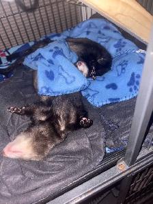 Ferrets/rehoming - Photo 6