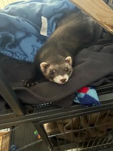 Ferrets/rehoming - Photo 7