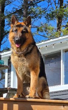 German Shepherd Puppies