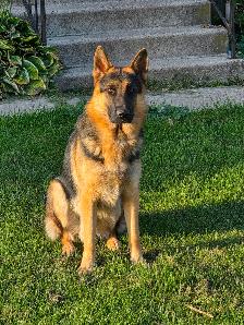 German Shepherd Puppies - Photo 2