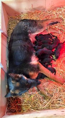 German Shepherd Puppies - Photo 3