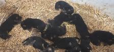 German Shepherd Puppies - Photo 4