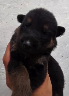 German Shepherd Puppies - Photo 5