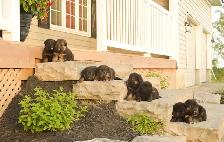 German Shepherd Puppies - Photo 6