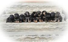 German Shepherd Puppies - Photo 7