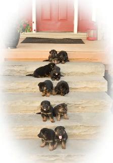 German Shepherd Puppies - Photo 8
