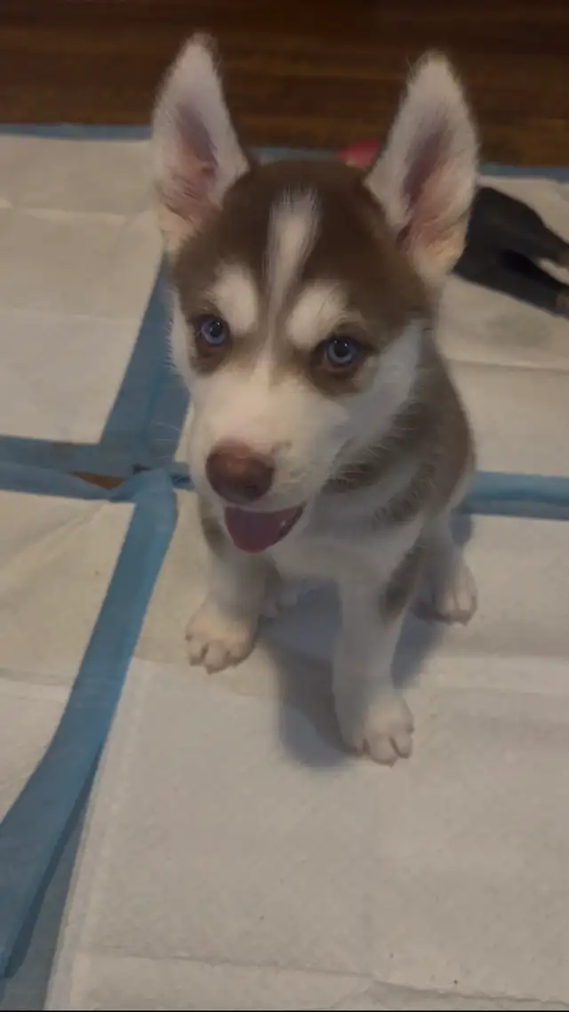 1 HUSKY PUP LEFT!