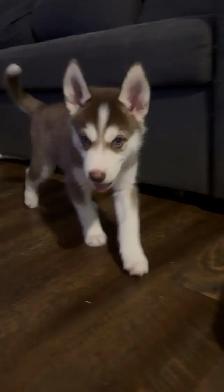 1 HUSKY PUP LEFT! - Photo 2