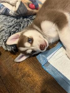 1 HUSKY PUP LEFT! - Photo 3