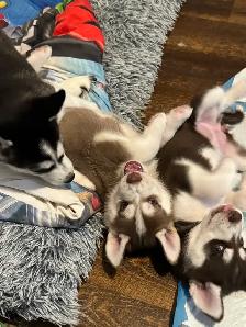 1 HUSKY PUP LEFT! - Photo 4