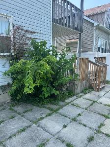 Weeds removal and landscaping - Photo 3