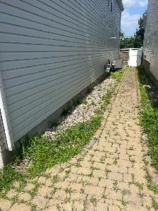Weeds removal and landscaping - Photo 5