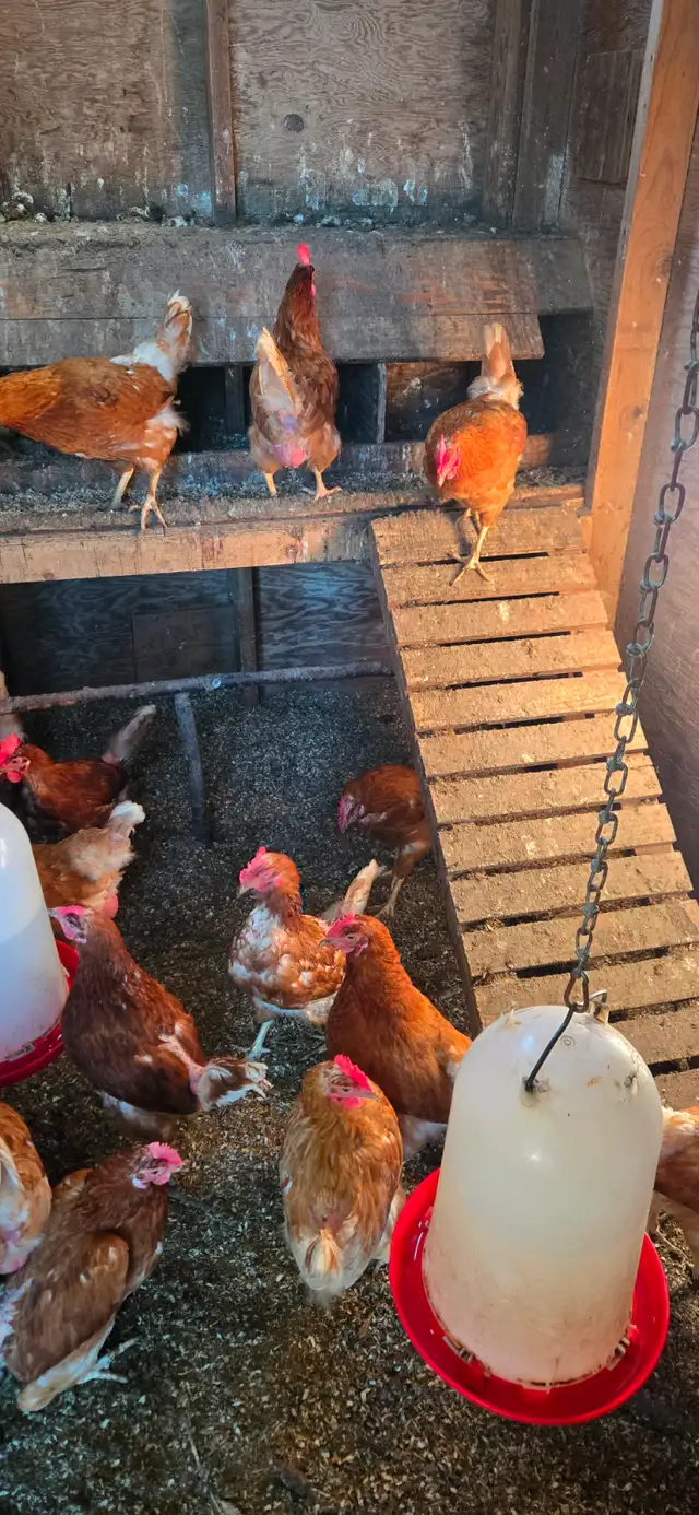 Brown Laying Hens