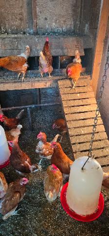 Brown Laying Hens
